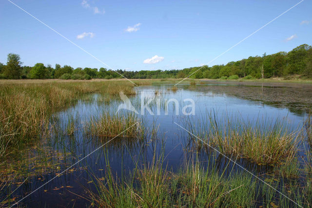 Kootwijkerveen