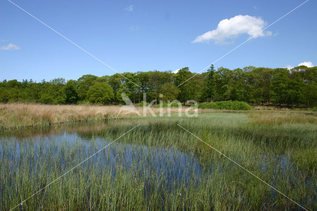 Kootwijkerveen