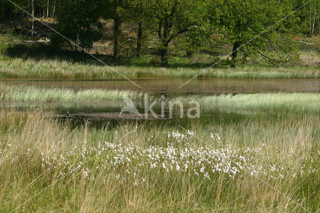 Kootwijkerveen