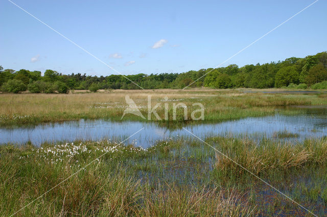 Kootwijkerveen