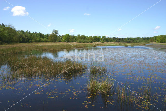 Kootwijkerveen