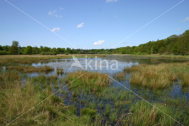 Kootwijkerveen