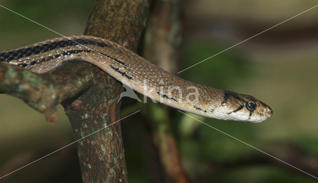 Koperkop rattenslang (Elaphe radiata)