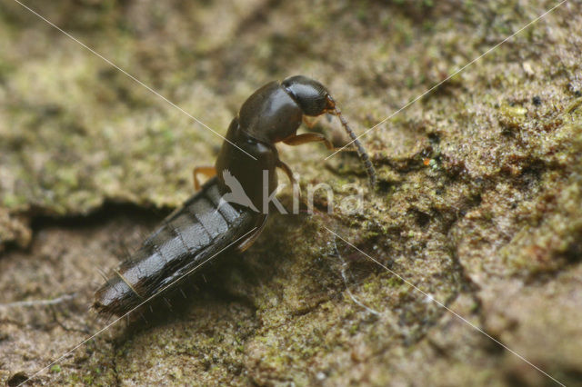 Kortschildkever (Acrotona sylvicola)