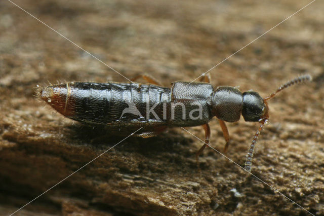 Kortschildkever (Leptusa fumida)