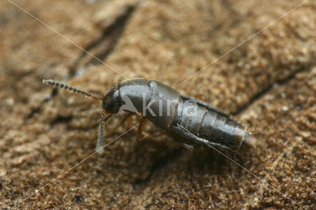 Kortschildkever (Acrotona sylvicola)