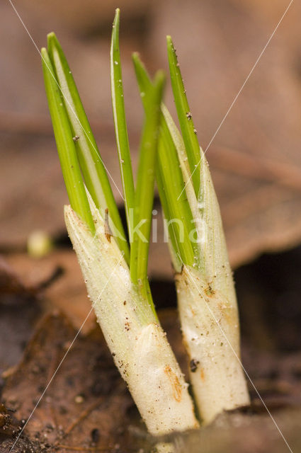 Krokus (Crocus spec.)