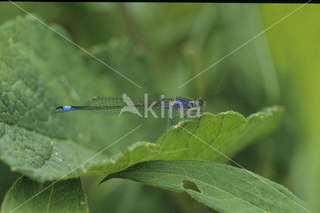 Blue-tailed Damselfly (Ischnura elegans)