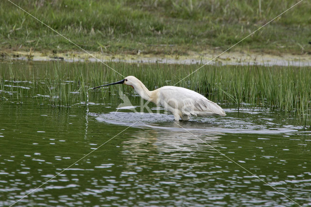 Lepelaar (Platalea leucorodia)