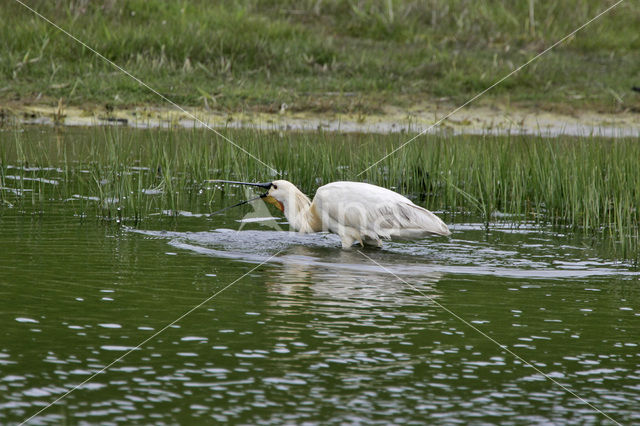 Eurasian Spoonbill (Platalea leucorodia)