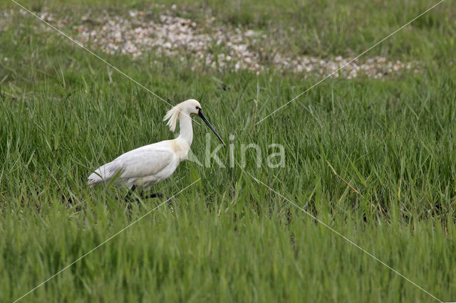 Eurasian Spoonbill (Platalea leucorodia)