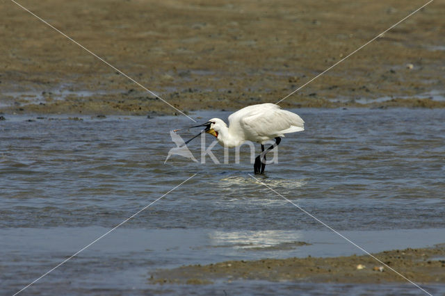 Lepelaar (Platalea leucorodia)