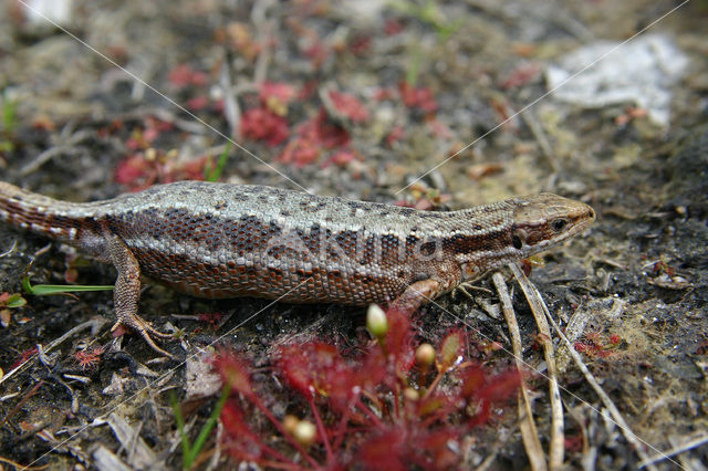 Levendbarende hagedis (Zootoca vivipara)