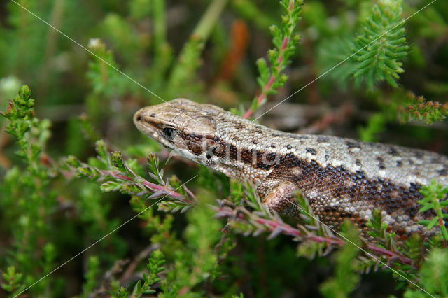 Levendbarende hagedis (Zootoca vivipara)