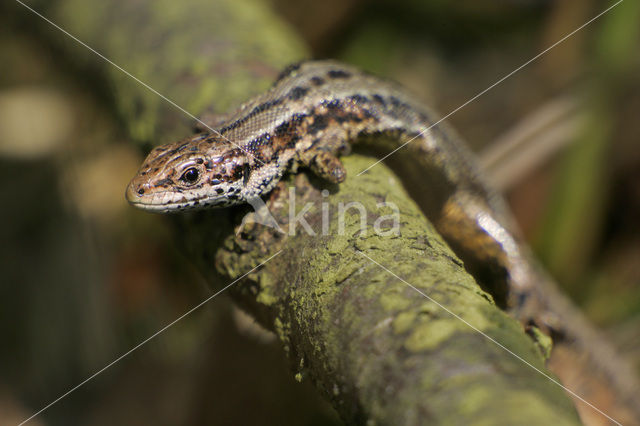 Levendbarende hagedis (Zootoca vivipara)