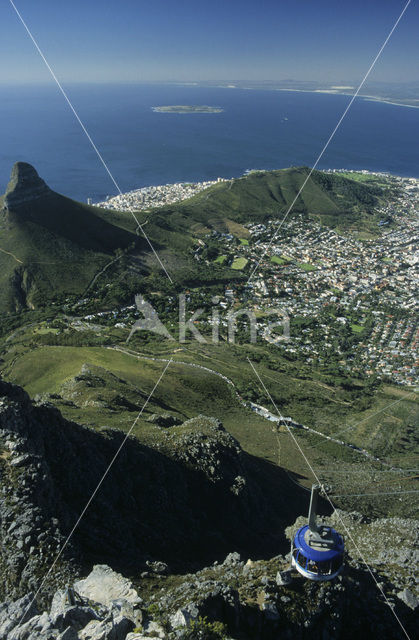 Lion’s head