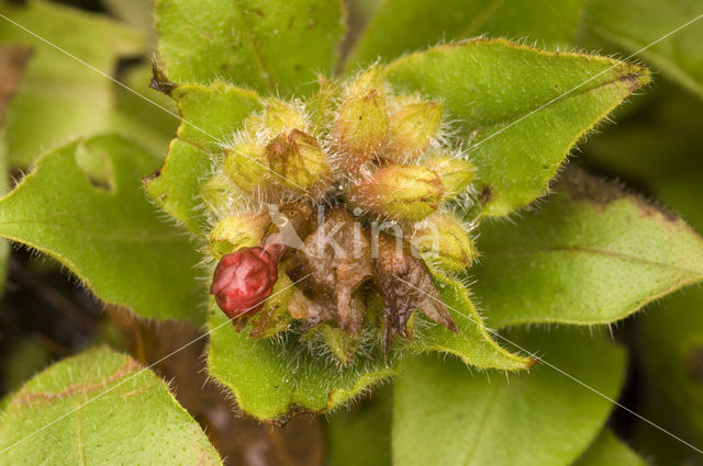 Longkruid (Pulmonaria rubra)