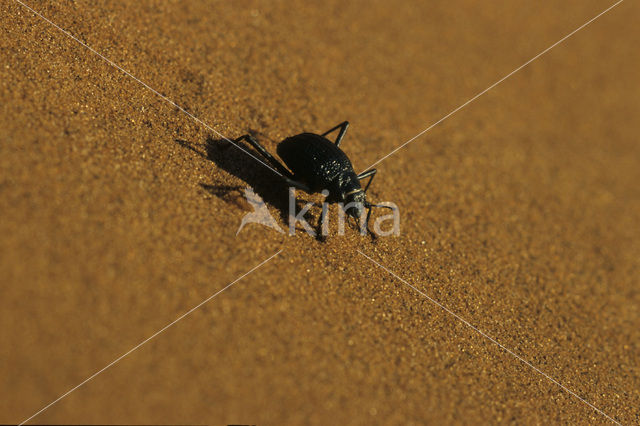 Loopkever (Onymacris unguicularis)