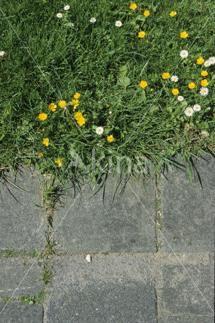 Madeliefje (Bellis perennis)