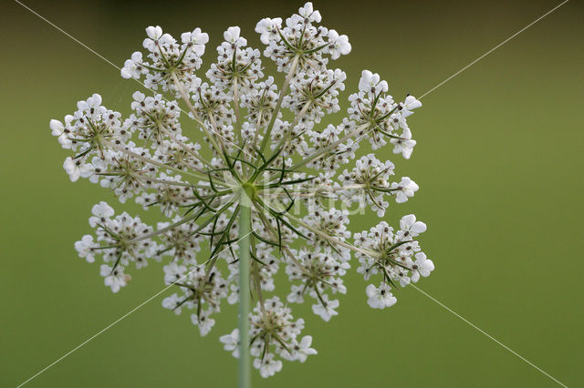 Margriet (Leucanthemum hybride)