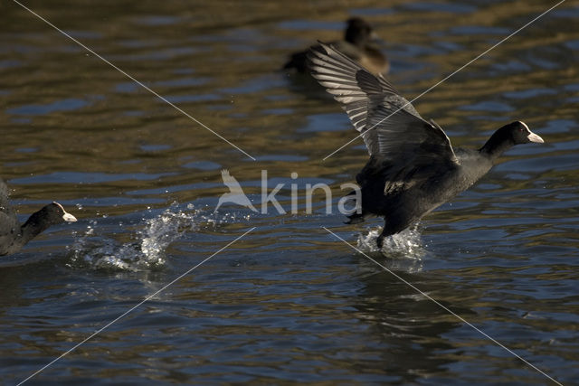 Meerkoet (Fulica atra)