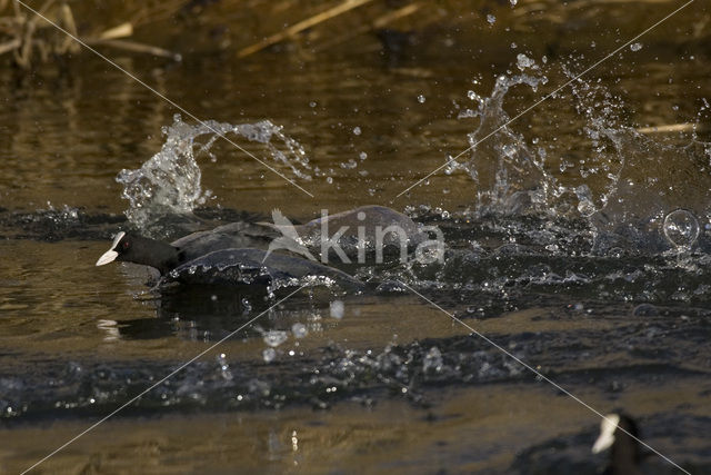 Meerkoet (Fulica atra)