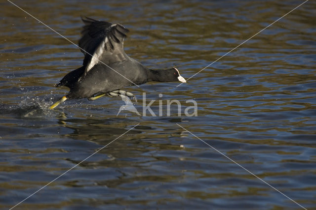 Meerkoet (Fulica atra)