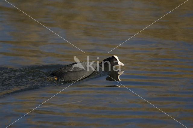 Meerkoet (Fulica atra)