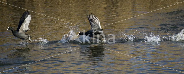 Meerkoet (Fulica atra)