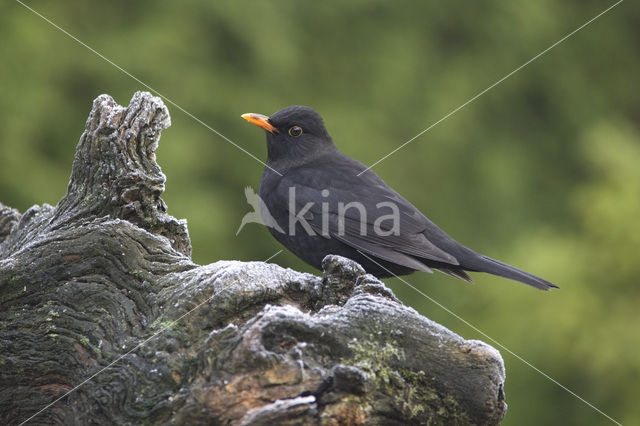 Merel (Turdus merula)