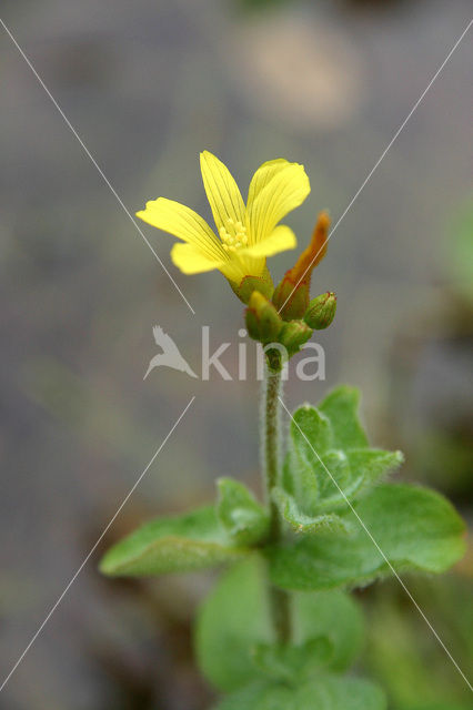 Moerashertshooi (Hypericum elodes)