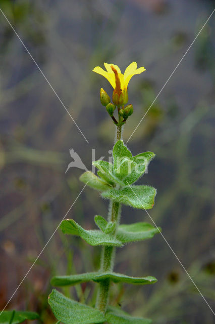 Moerashertshooi (Hypericum elodes)