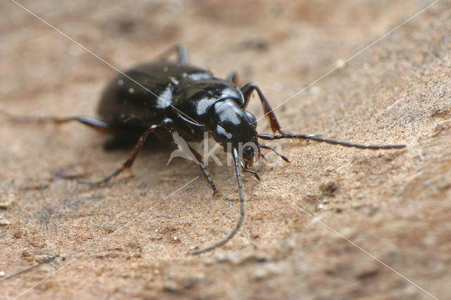 Moerassnelloper (Agonum fuliginosum)