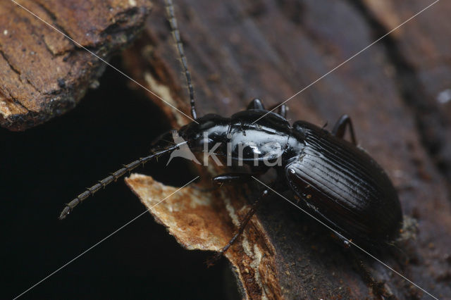 Moerassnelloper (Agonum fuliginosum)