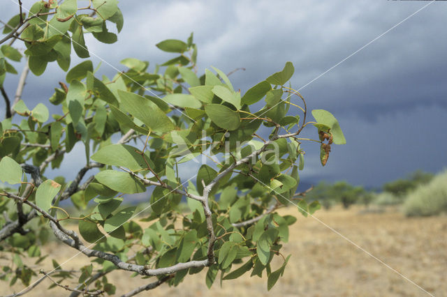 Mopane boom (Colophospermum mopane)