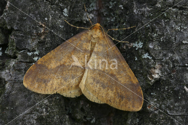 Najaarsspanner (Agriopis aurantiaria)