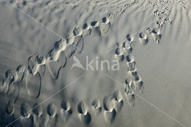 Nationaal Park Duinen van Texel