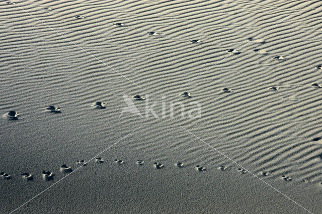 Nationaal Park Duinen van Texel