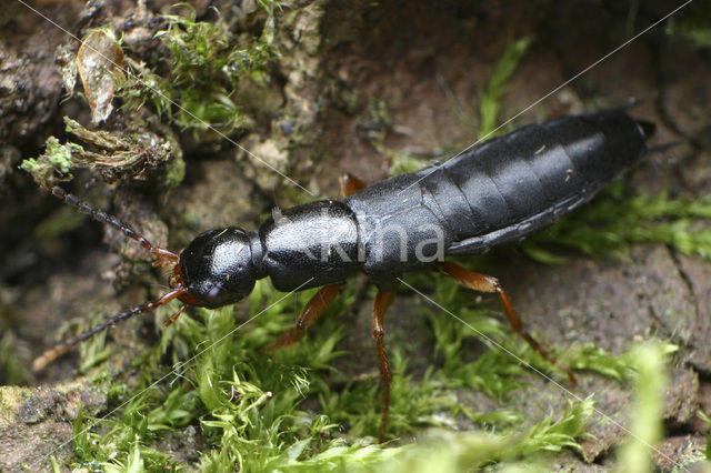 Ocypus compressus