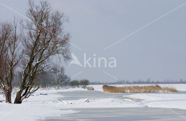 Oostvaardersplassen