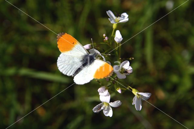 Oranjetipje (Anthocharis cardamines)