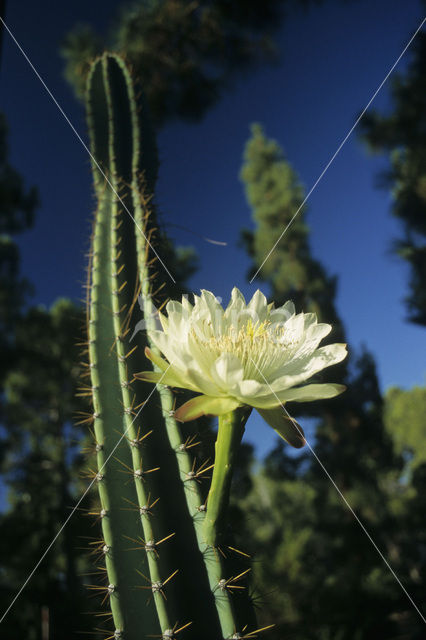 Organ Pipe Cactus (Stenocereus thurberi)