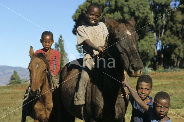 Paard (Equus spp)