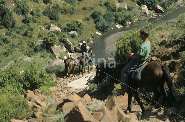 Paard (Equus spp)