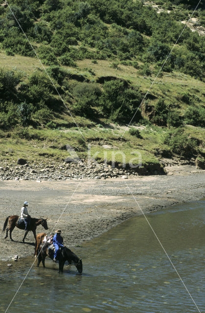 Paard (Equus spp)