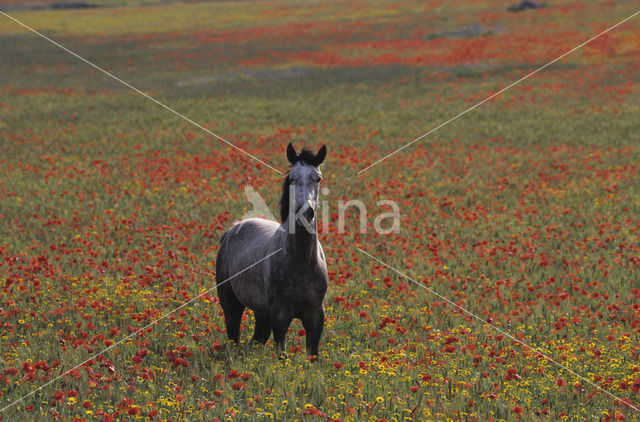 Horse (Equus spp)