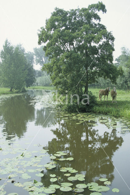 Paard (Equus spp)