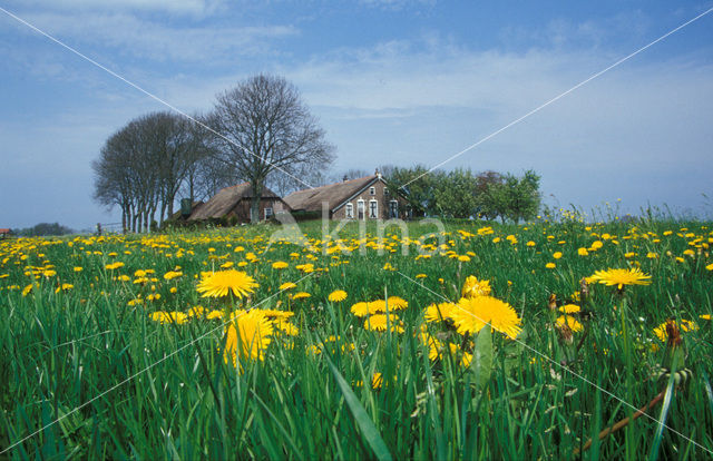 Paardenbloem (Taraxacum vulgare)