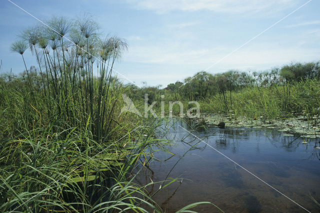 Papyrus (Cyperus papyrus)