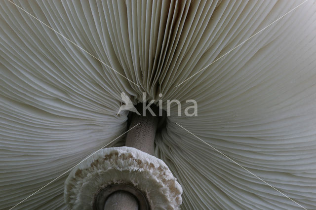 Parasolzwam spec. (Lepiota spec)